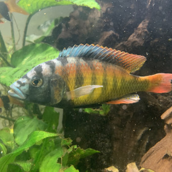 aquariophile Mastacembellus