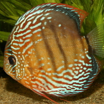 aquariophile aquarium44