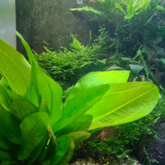 aquariophile alexandre-turgis