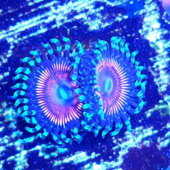 aquariophile floreef