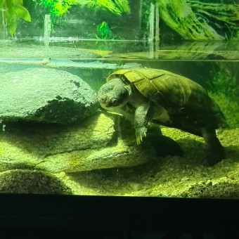 aquariophile Manu_420