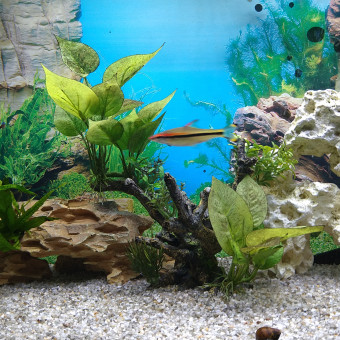 aquariophile Pascalc