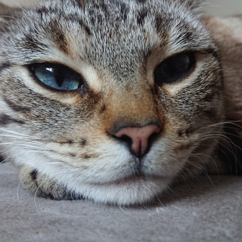 aquariophile Alliroy