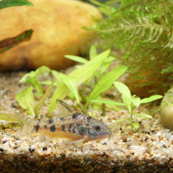 aquariophile jessy-moreau