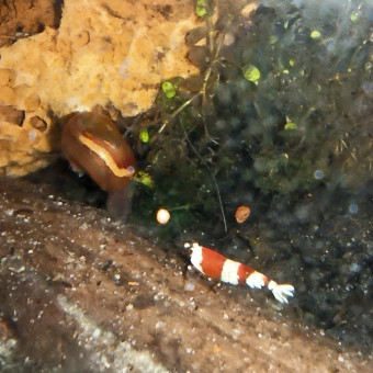 aquariophile aquajoy