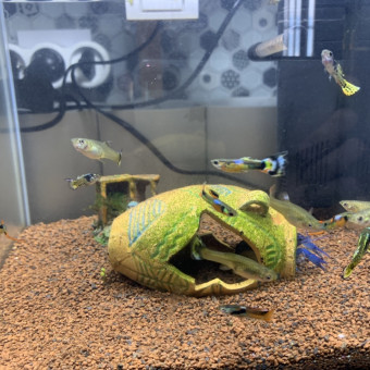 aquariophile RaitenTaiso