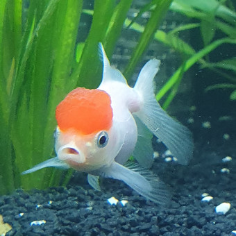 aquariophile Rudyrudy21