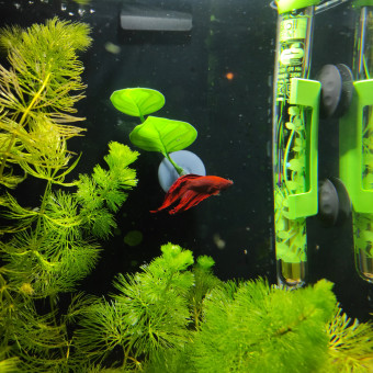 aquariophile BatmAnne