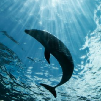 aquariophile Aigue.Maryne