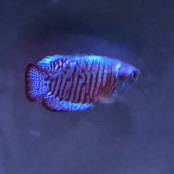 aquariophile mireille-gillmann