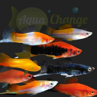 aquariophile sidahmedAqua