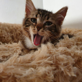 aquariophile Herossp42