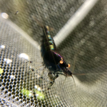 aquariophile Skonnard