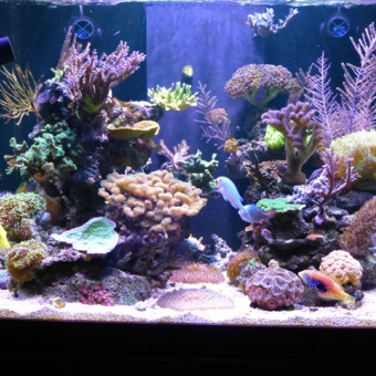 aquariophile Philest76