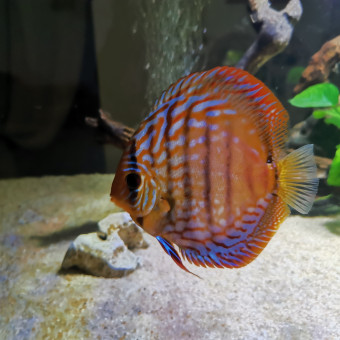 aquariophile daniel0710