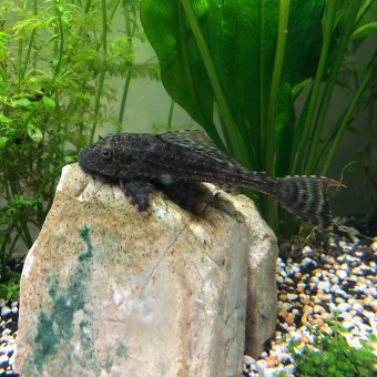 aquariophile PetsandCo06
