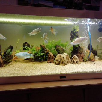 aquariophile titiorny