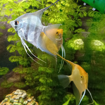 aquariophile Cartfield