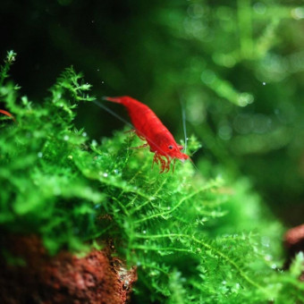 aquariophile johncrevette