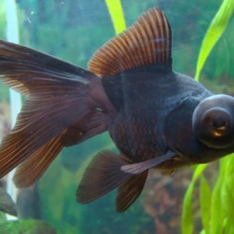 aquariophile Victorpujol