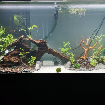 aquariophile Dread