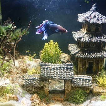 aquariophile Wavrant