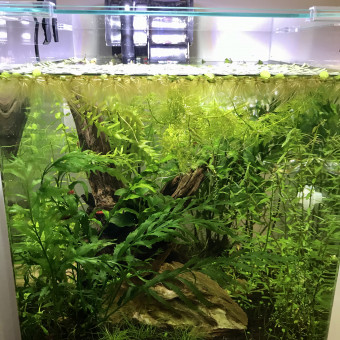 aquariophile Nano-cube-life