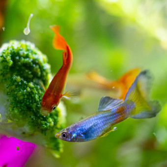 aquariophile Afarona