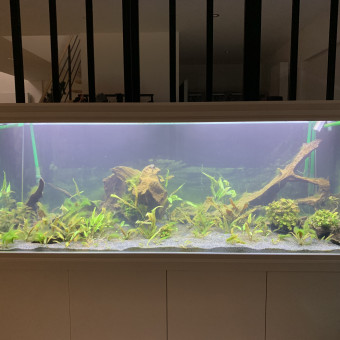 aquariophile Nicolas59400