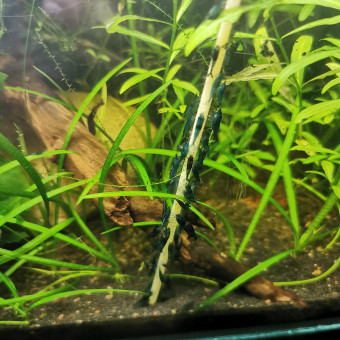 aquariophile Zrt92