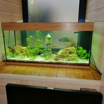 aquariophile Steven2956