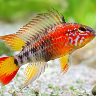 aquariophile Valoum45