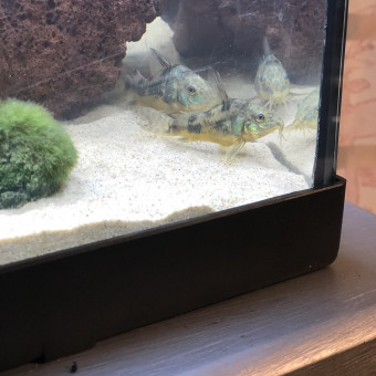 aquariophile Marmott