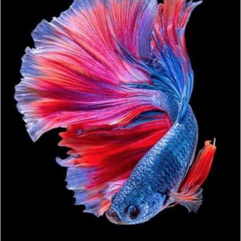 aquariophile shadow_liron