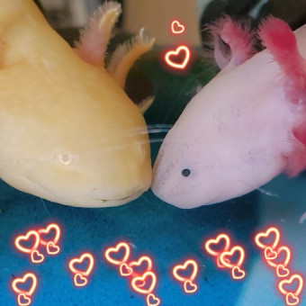 aquariophile Clemelo