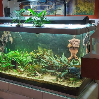 aquariophile guillaume-drieu
