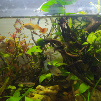 aquariophile Mylowtechworld