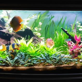 aquariophile Lepetitaquarium14