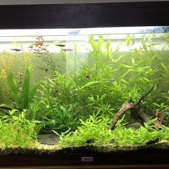 aquariophile Aquachristophe