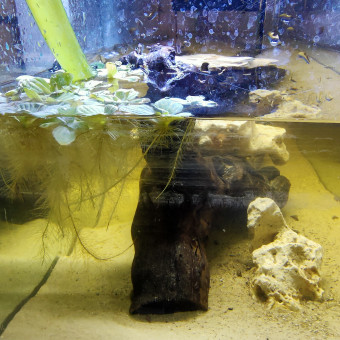 aquariophile Thrasher