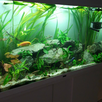 aquariophile Jordan79400