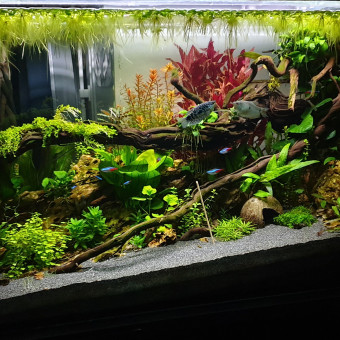 aquariophile AntoOoine