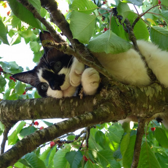 aquariophile mathycat