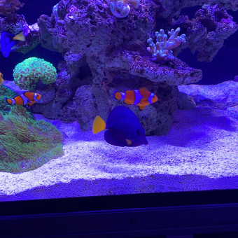 aquariophile Reefmagic