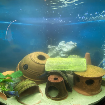 aquariophile Nicocecile