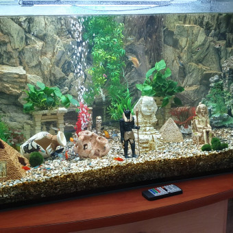 aquariophile philippe-rolland