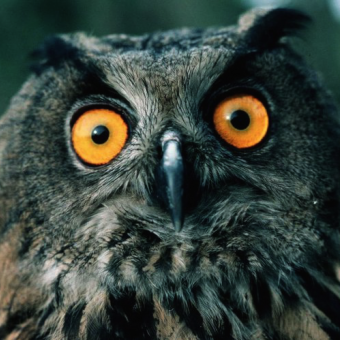 aquariophile louloulehibou