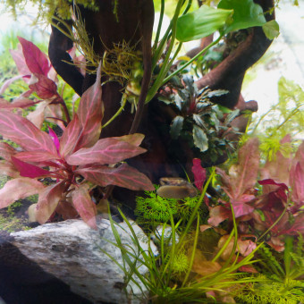 aquariophile Loquarient