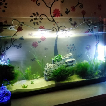 aquariophile Sysy