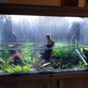 aquariophile Arnetul